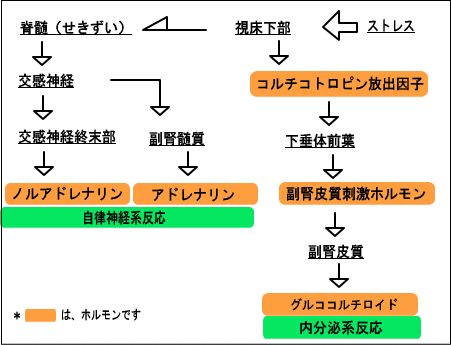 ストレス反応